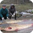 Рыбалка на Северском Донце